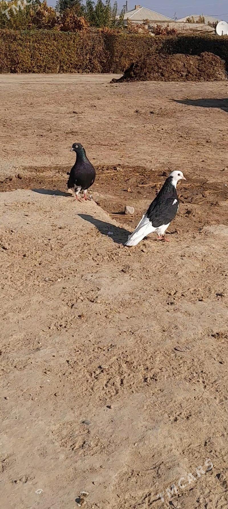 kepderi - Мары - img 2