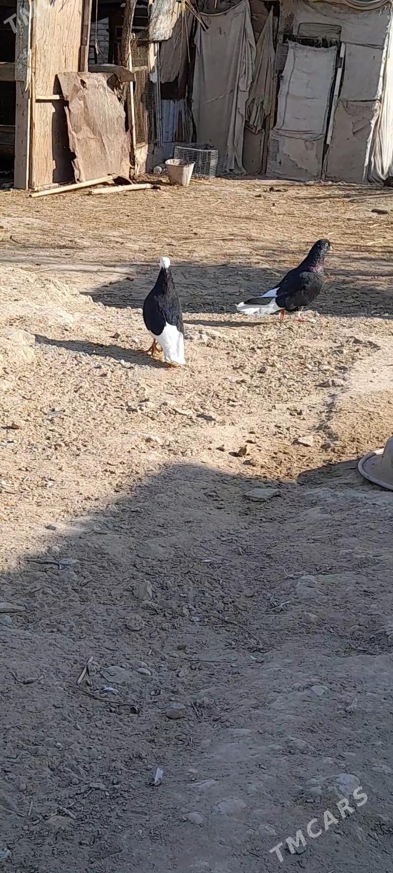 kepderi - Мары - img 3