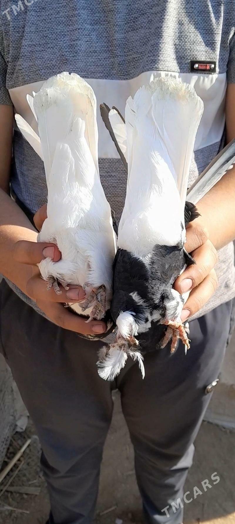 kepderi - Мары - img 5