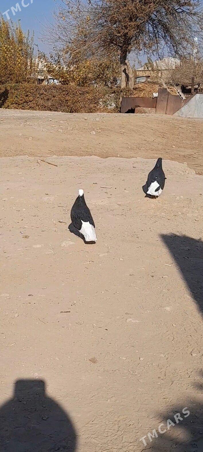 kepderi - Мары - img 4