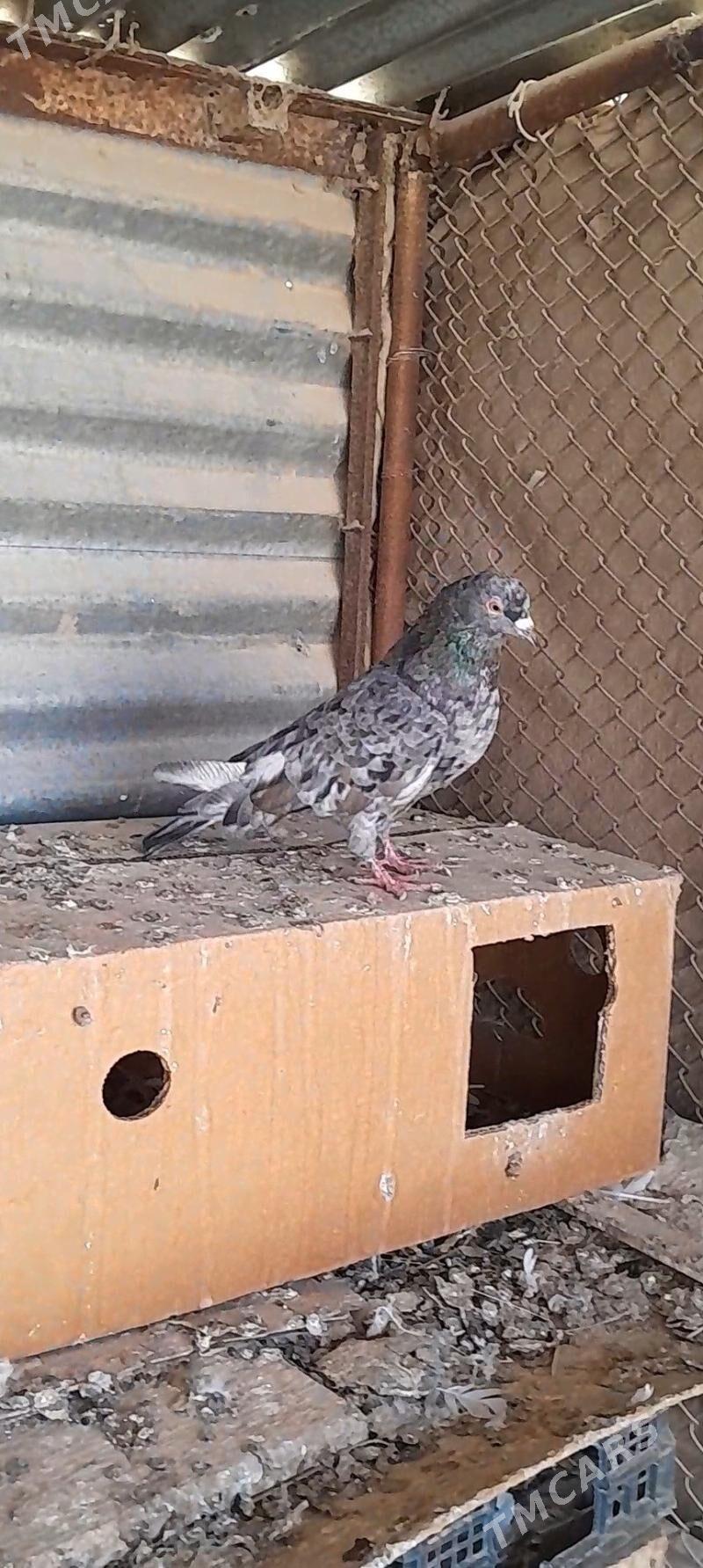 kepderi - Мары - img 1