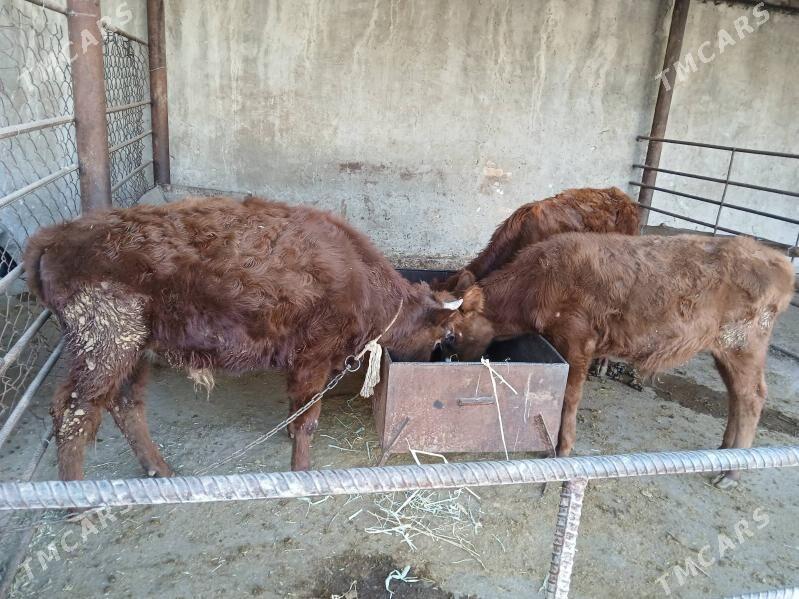 okuz - Çoganly - img 2