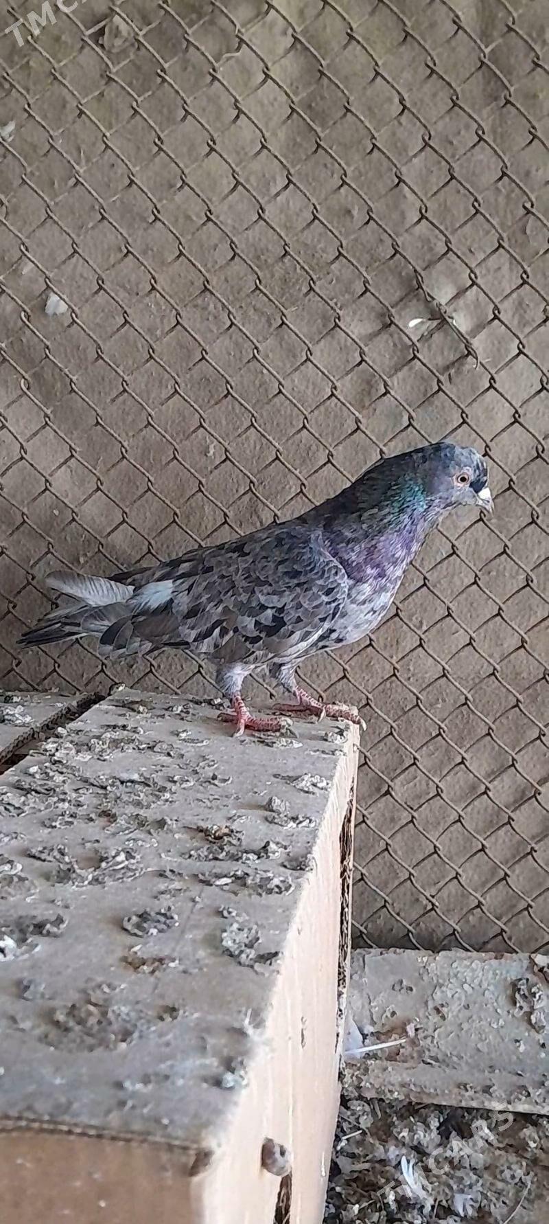 kepderi - Мары - img 2