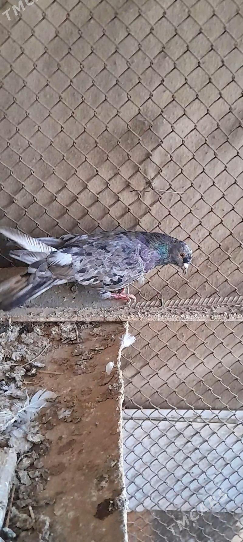 kepderi - Мары - img 5