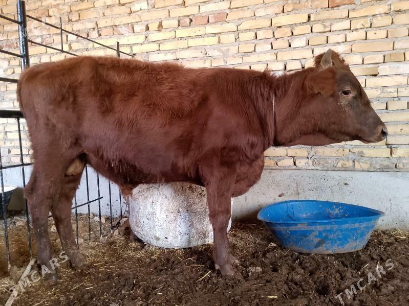 parodny okuzce - Türkmenabat - img 2