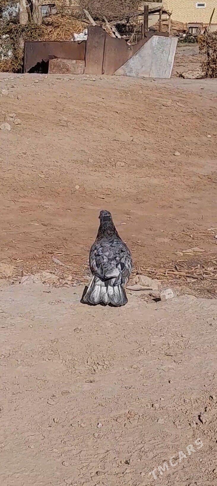 kepderi - Мары - img 6