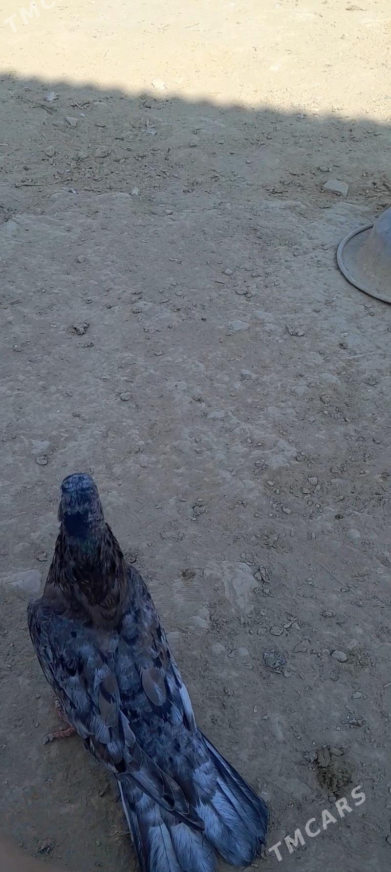 kepderi - Мары - img 3