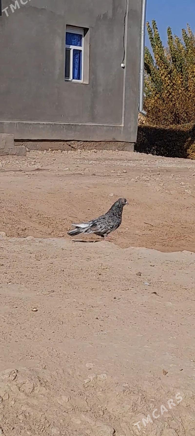 kepderi - Мары - img 4