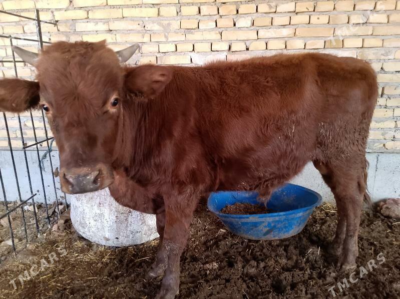 parodny okuzce - Türkmenabat - img 1