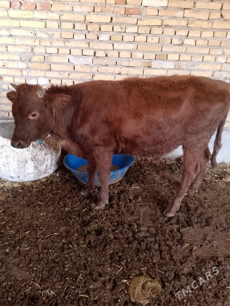 parodny okuzce - Türkmenabat - img 3