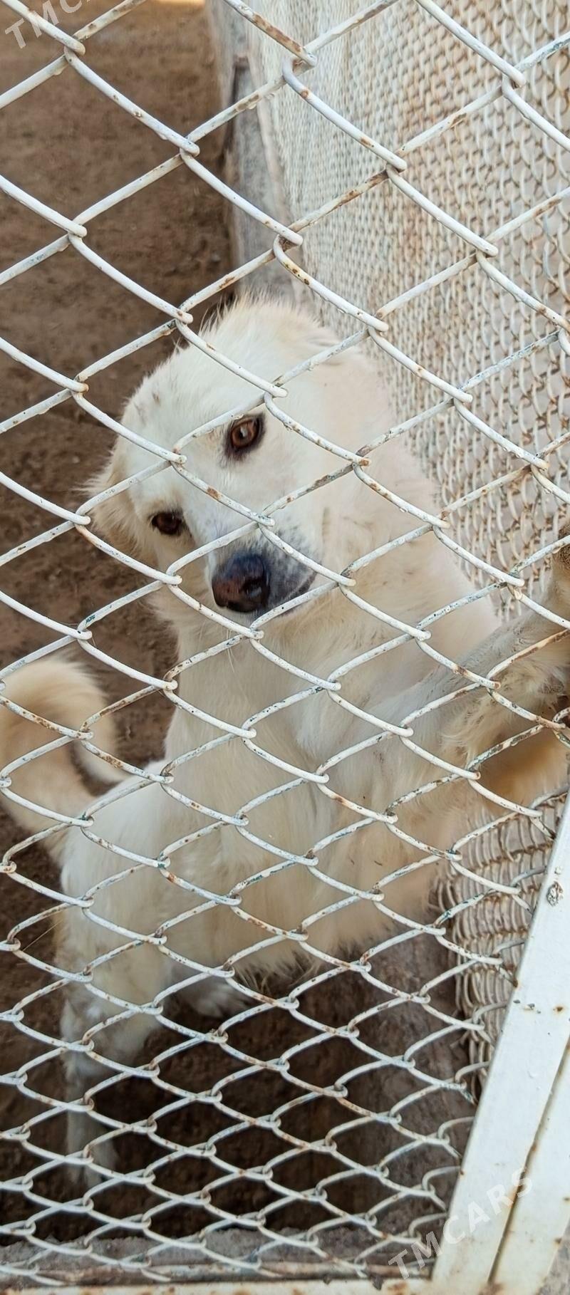 Güjik - Теджен - img 2