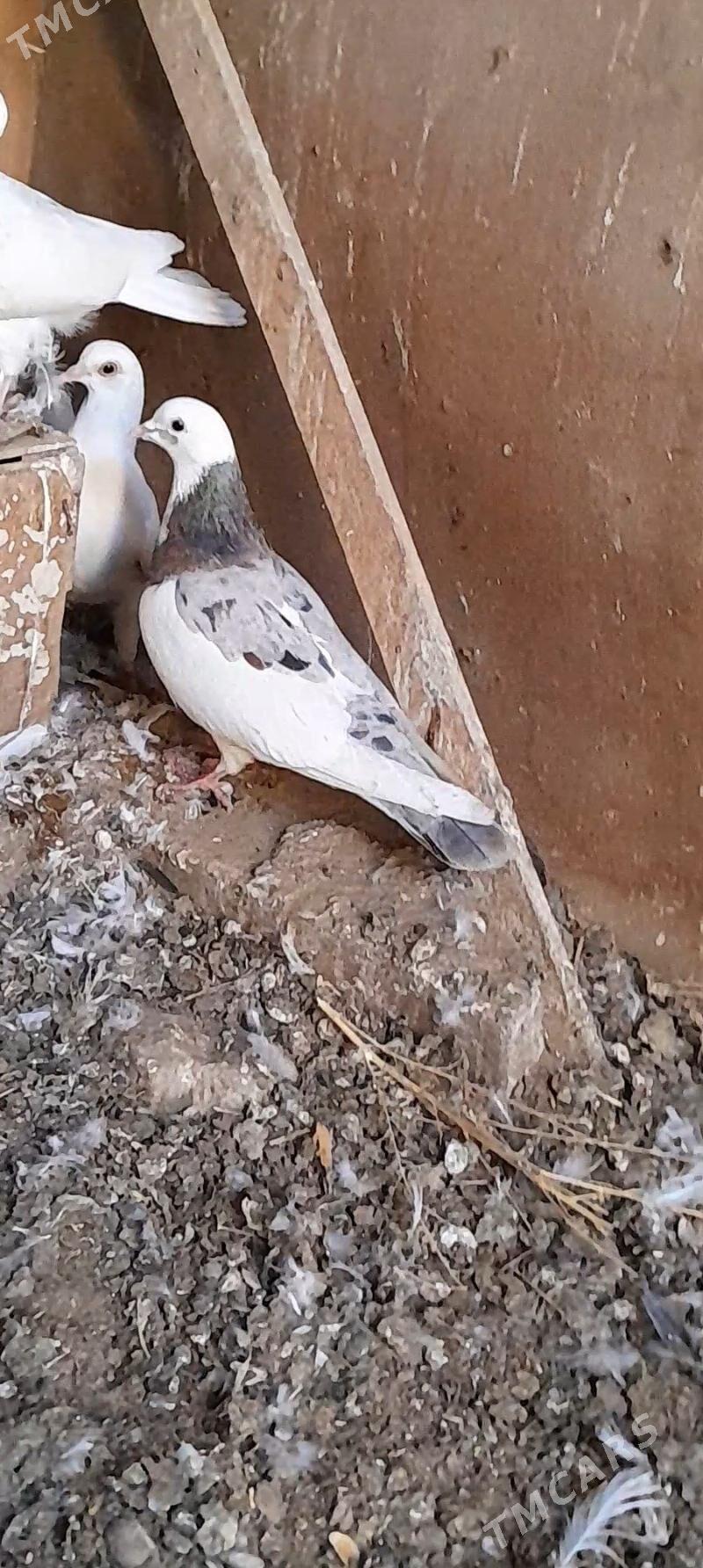 kepderi - Mary - img 4