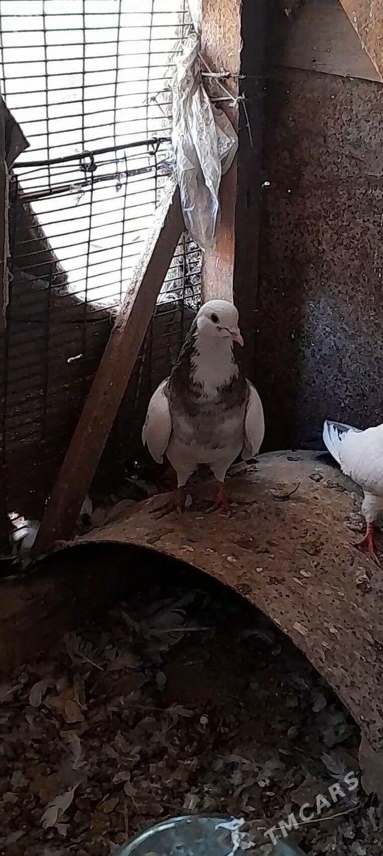 kepderi - Mary - img 3