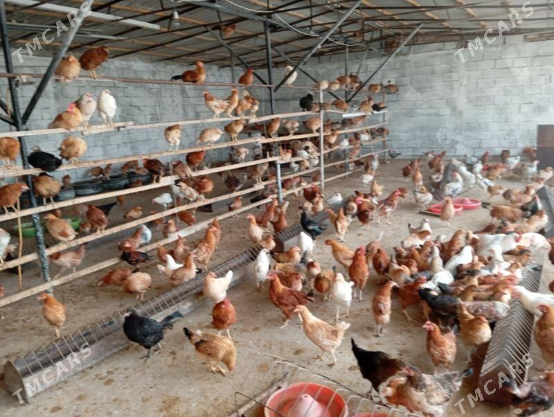 Ýaş towuk - Gypjak - img 5