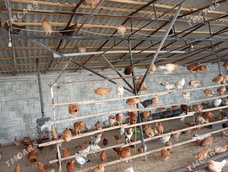 Ýaş towuk - Gypjak - img 2