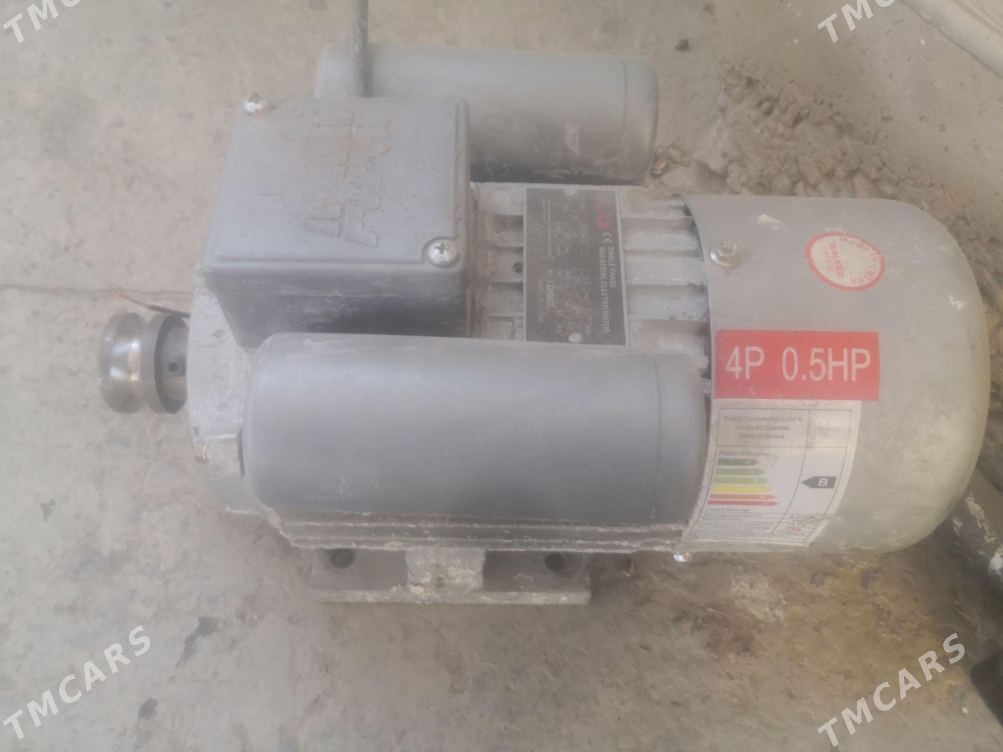 Hamyr meşalka - Murgap - img 3