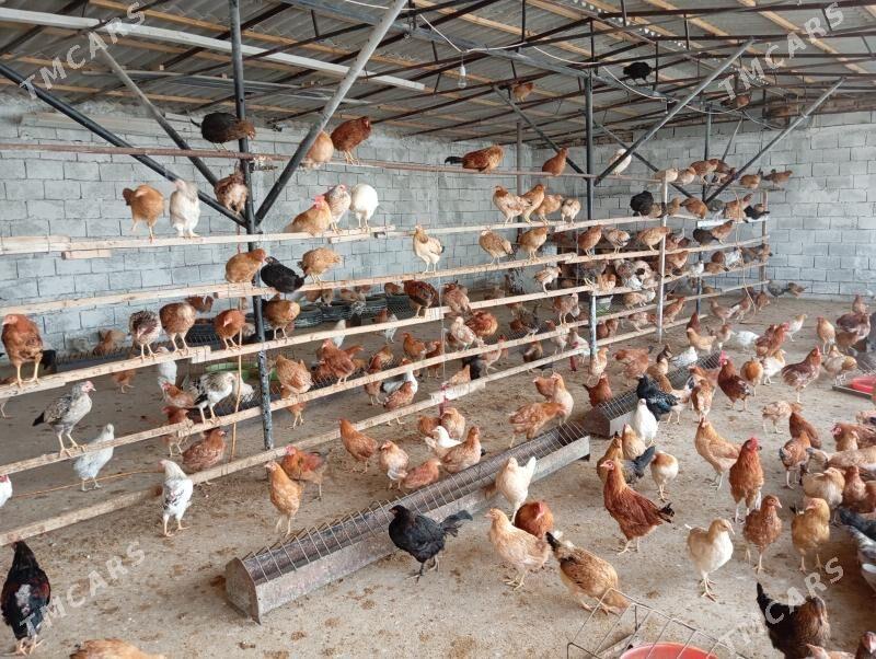 Ýaş towuk - Gypjak - img 4