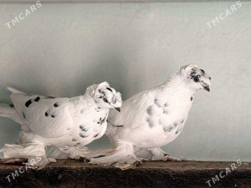 кепдер - Туркменабат - img 4