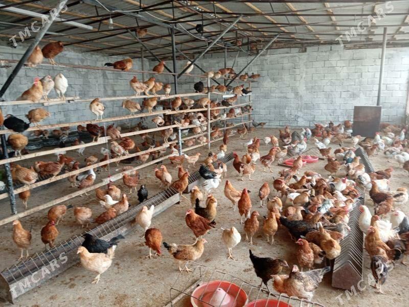 Ýaş towuk - Gypjak - img 3