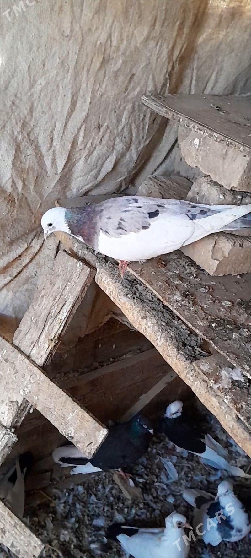 kepderi - Mary - img 2