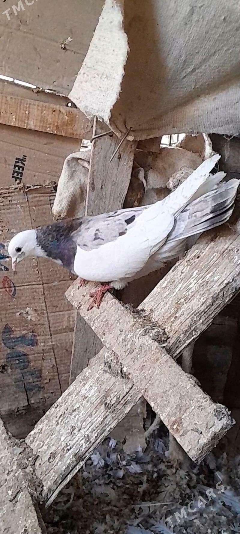 kepderi - Mary - img 5