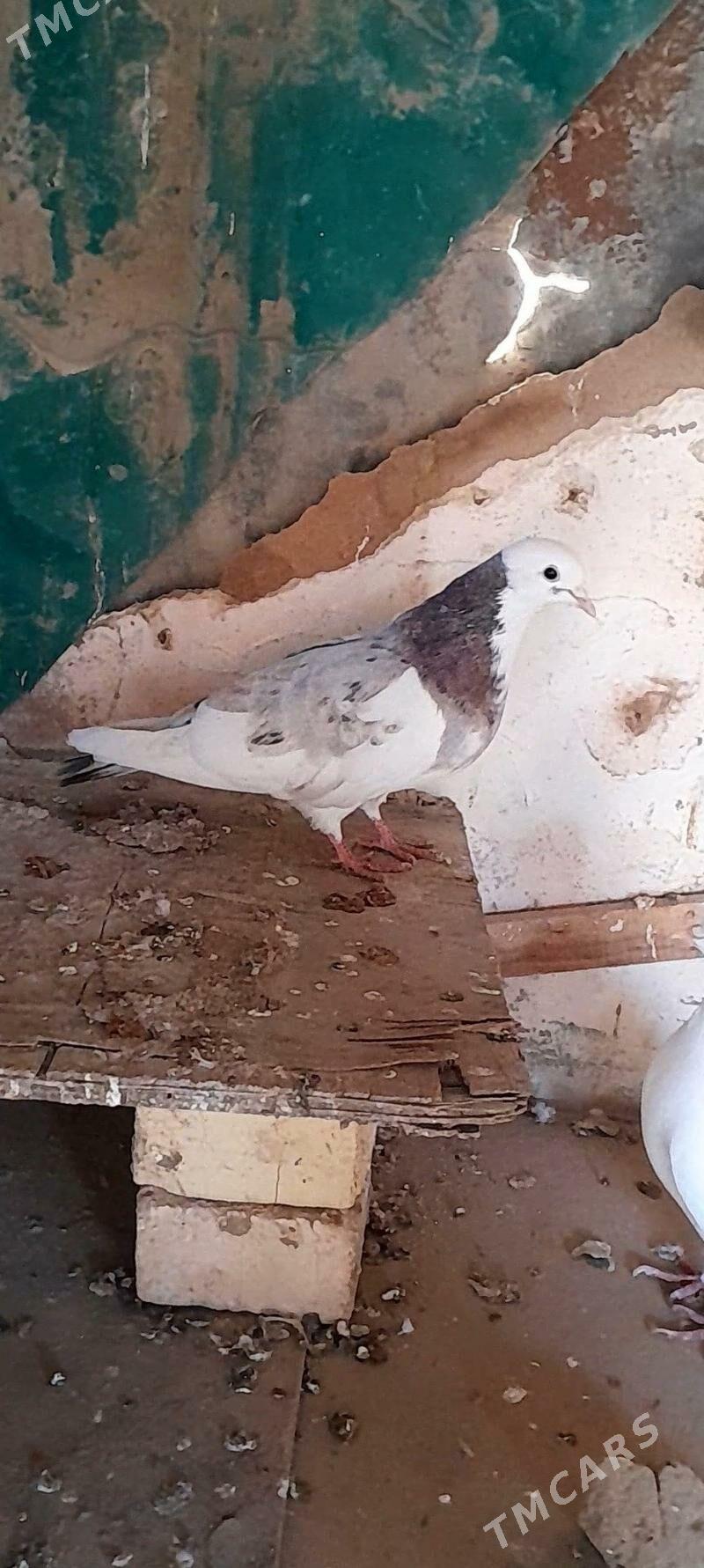 kepderi - Mary - img 6