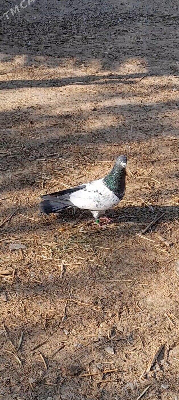 kepderi - Мары - img 2