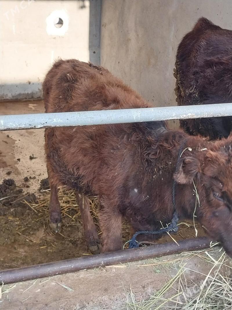 tuwe - Aşgabat - img 2