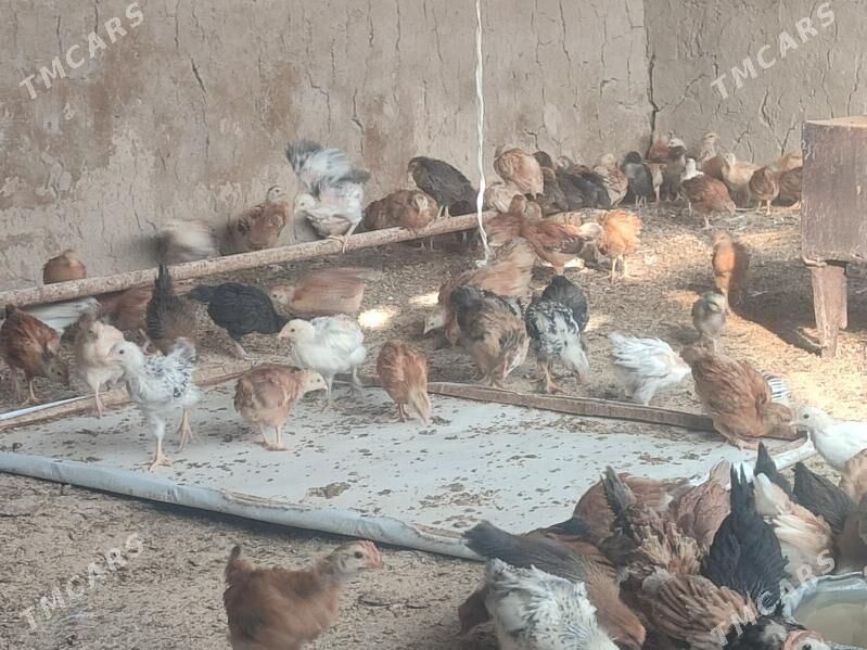 Jüýje - Kaka - img 7