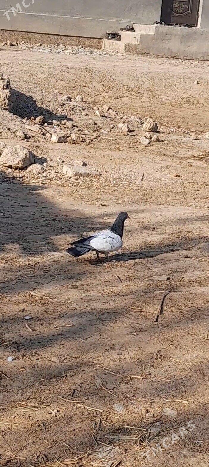 kepderi - Мары - img 3