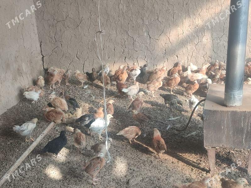 Jüýje - Kaka - img 6