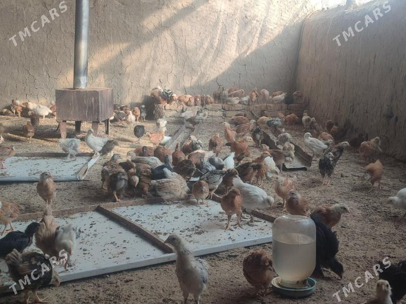 Jüýje - Kaka - img 2