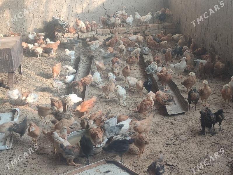 Jüýje - Kaka - img 3