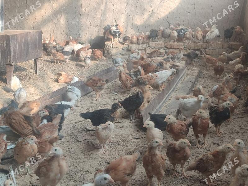 Jüýje - Kaka - img 8