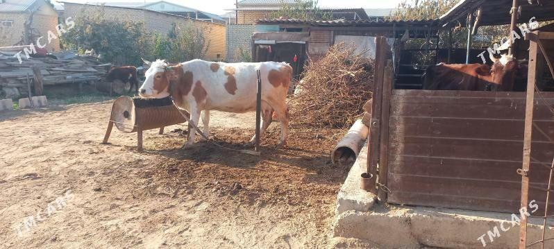 simintar bogaz - Mary - img 1