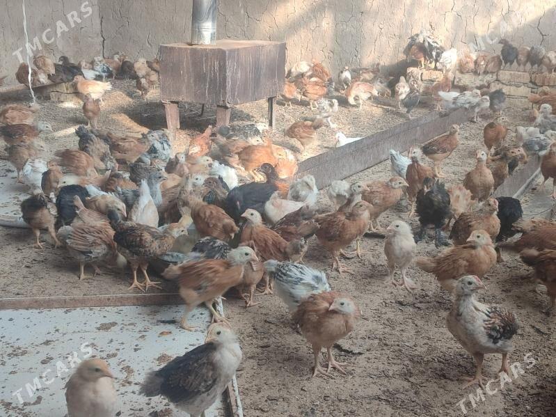 Jüýje - Kaka - img 4