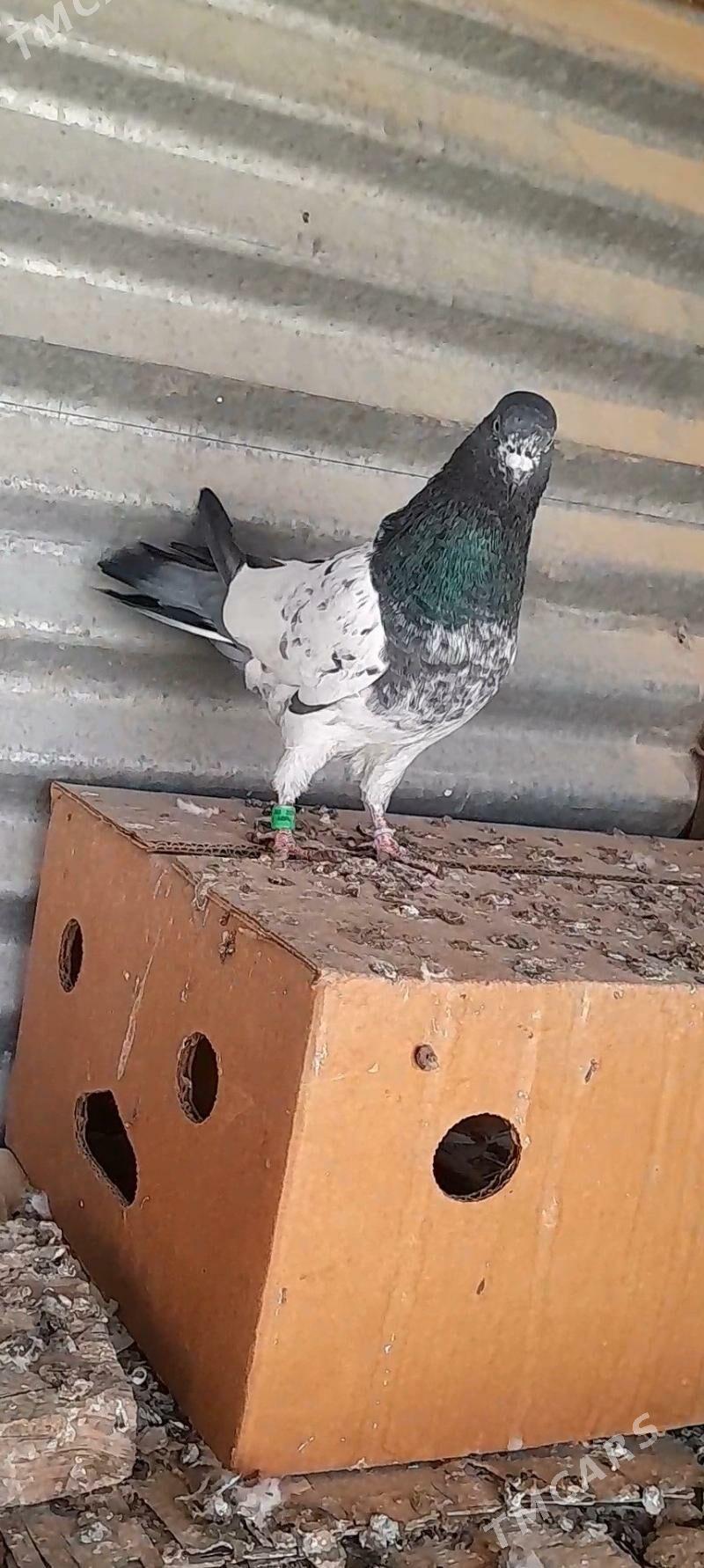 kepderi - Мары - img 4