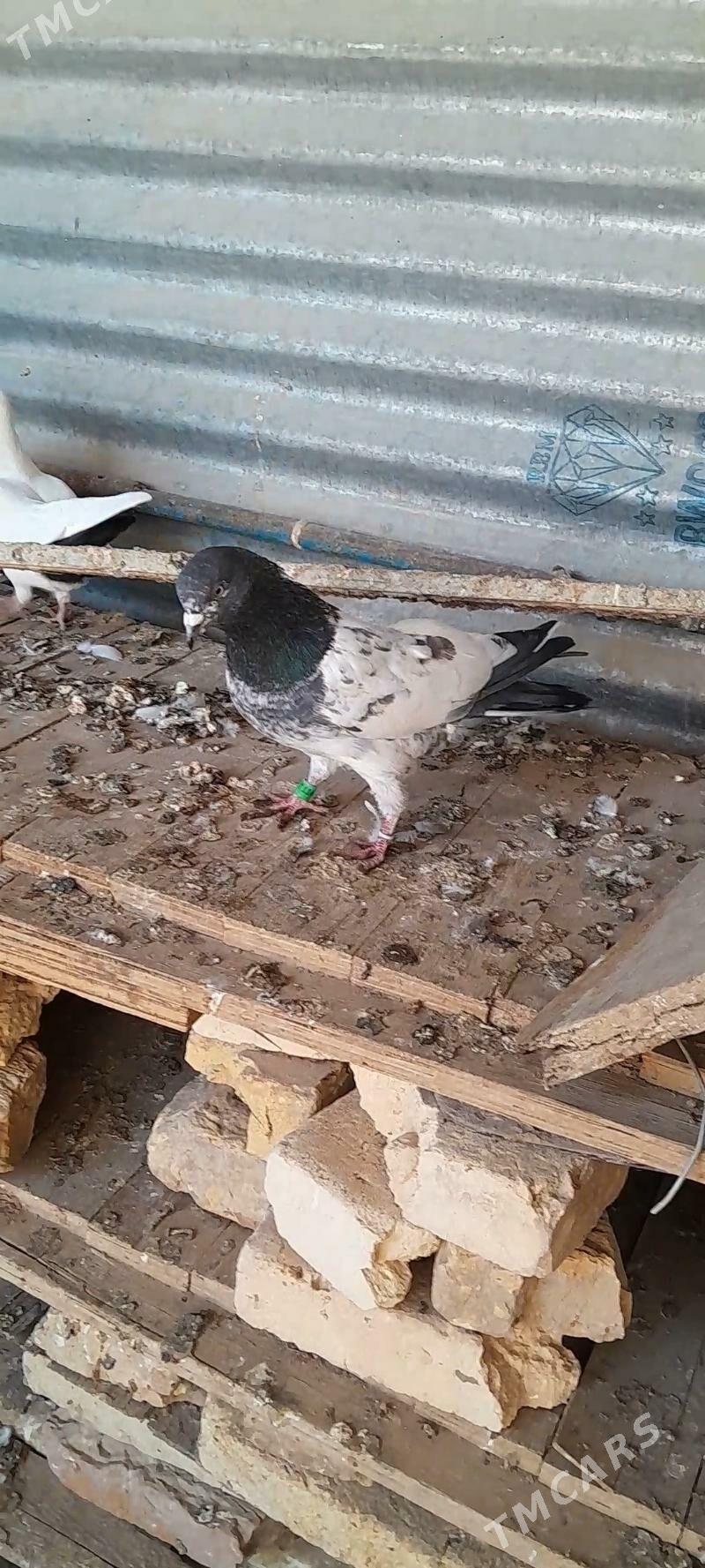 kepderi - Мары - img 5