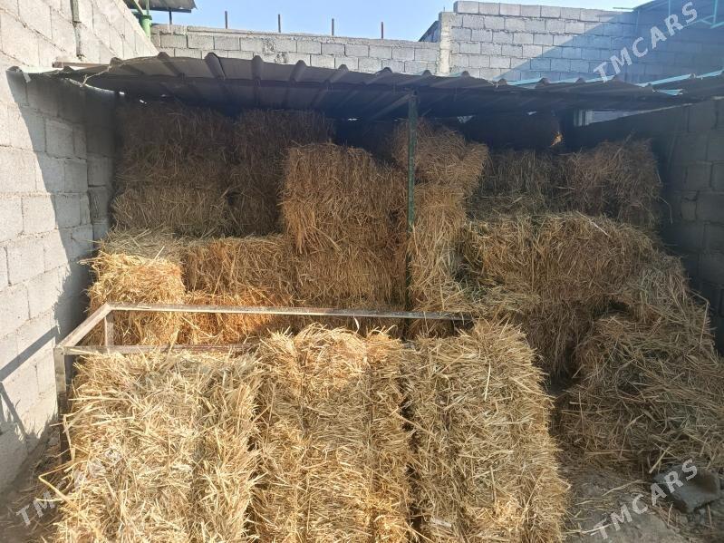 gamys - Гёкдепе - img 2