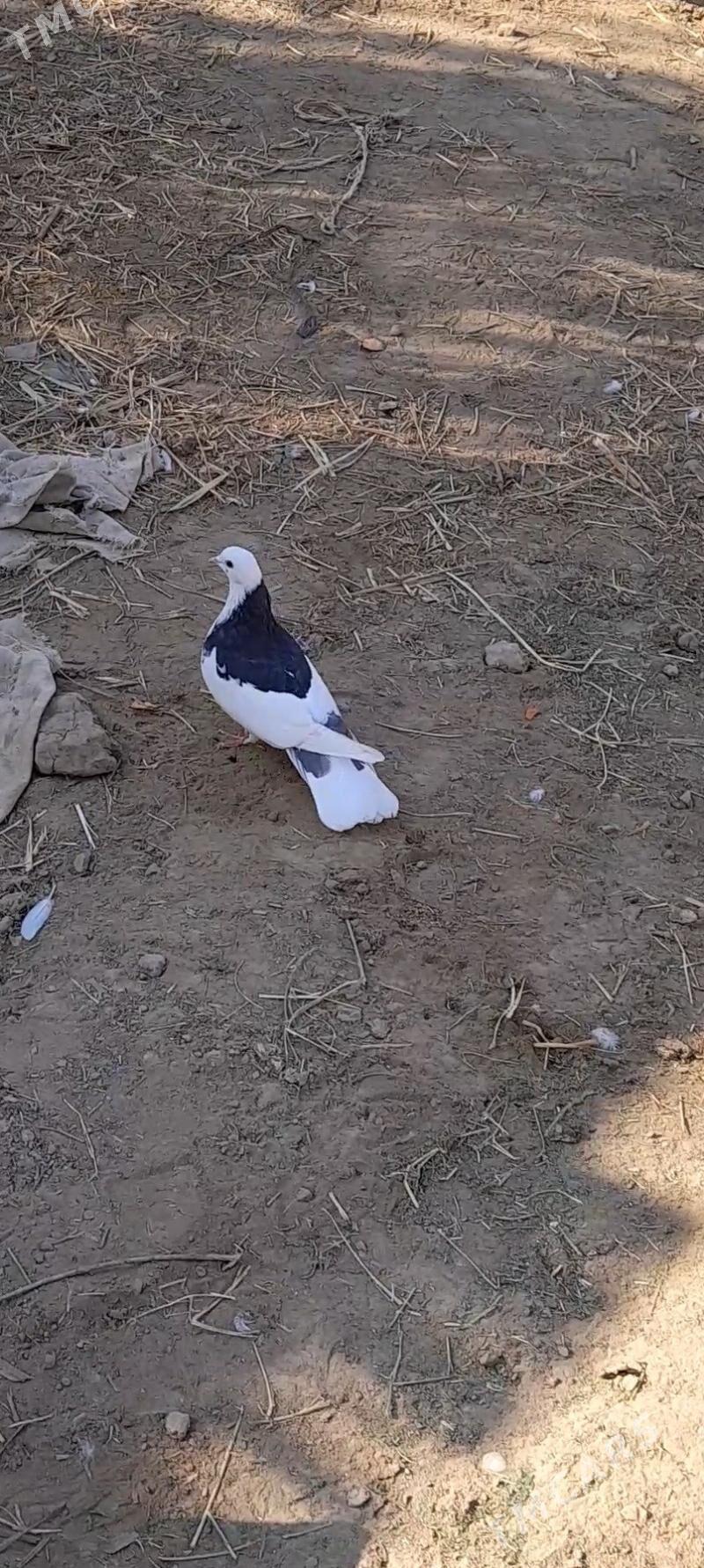 kepderi - Mary - img 5