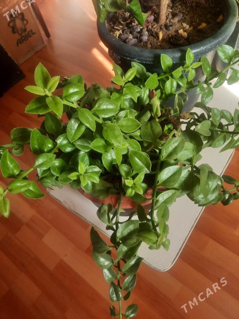 Цветы комнатные - Мары - img 3