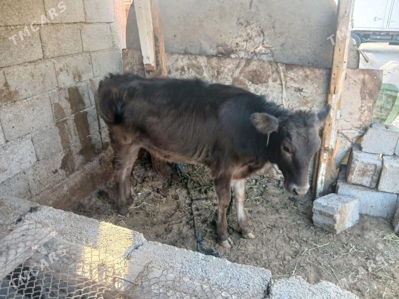 tuwe - Çoganly - img 2