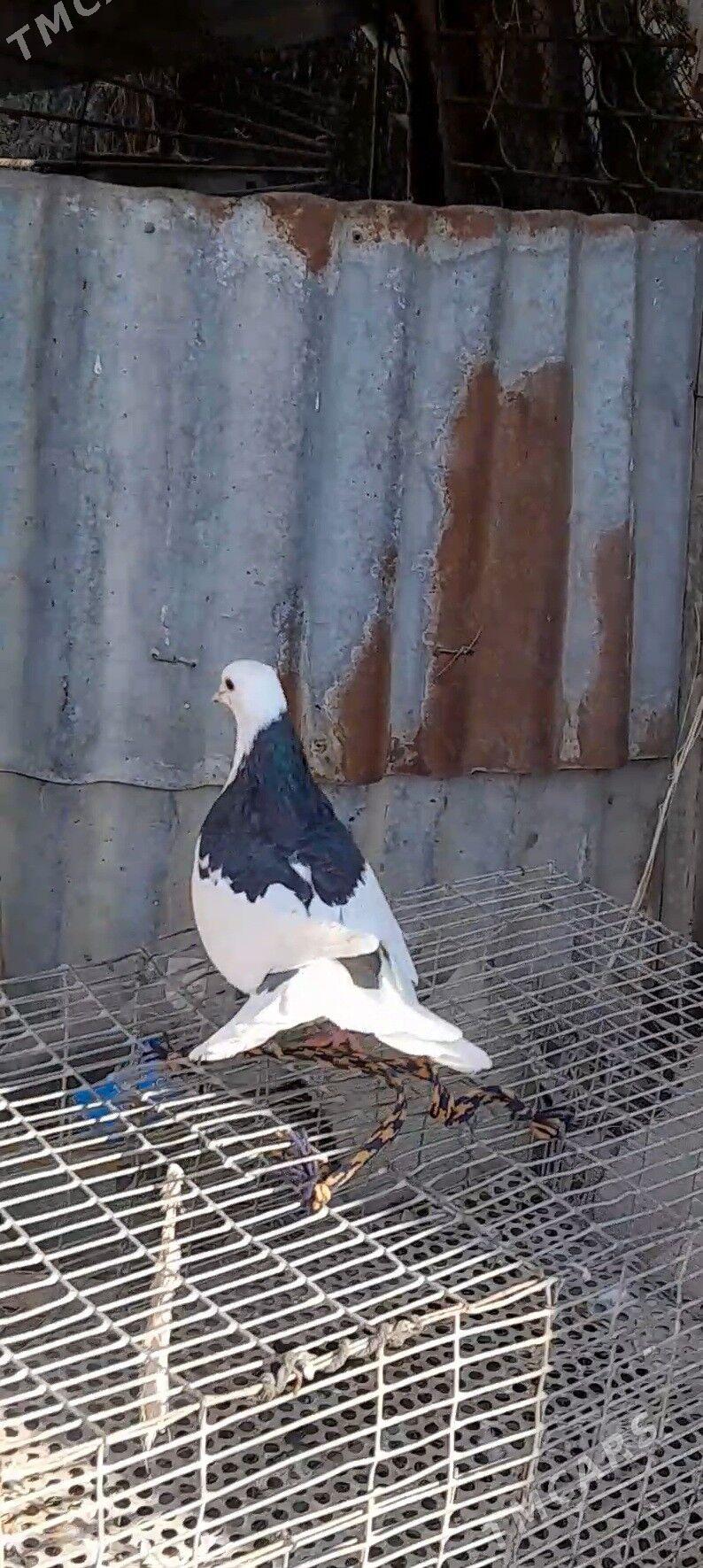 kepderi - Mary - img 4