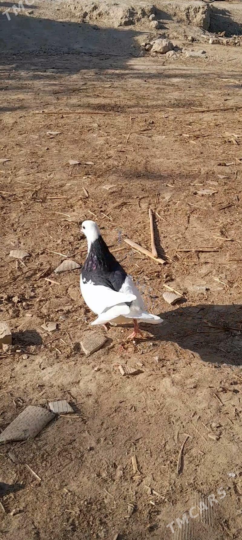 kepderi - Mary - img 3