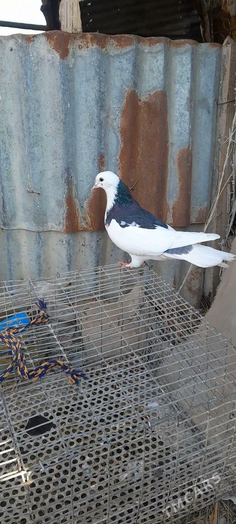 kepderi - Mary - img 2