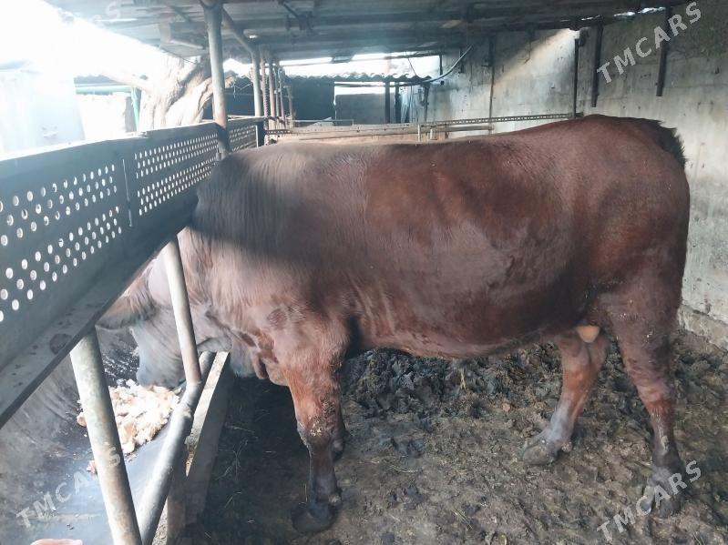 Okuz - Ашхабад - img 2