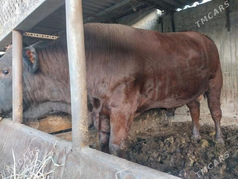 Okuz - Ашхабад - img 3