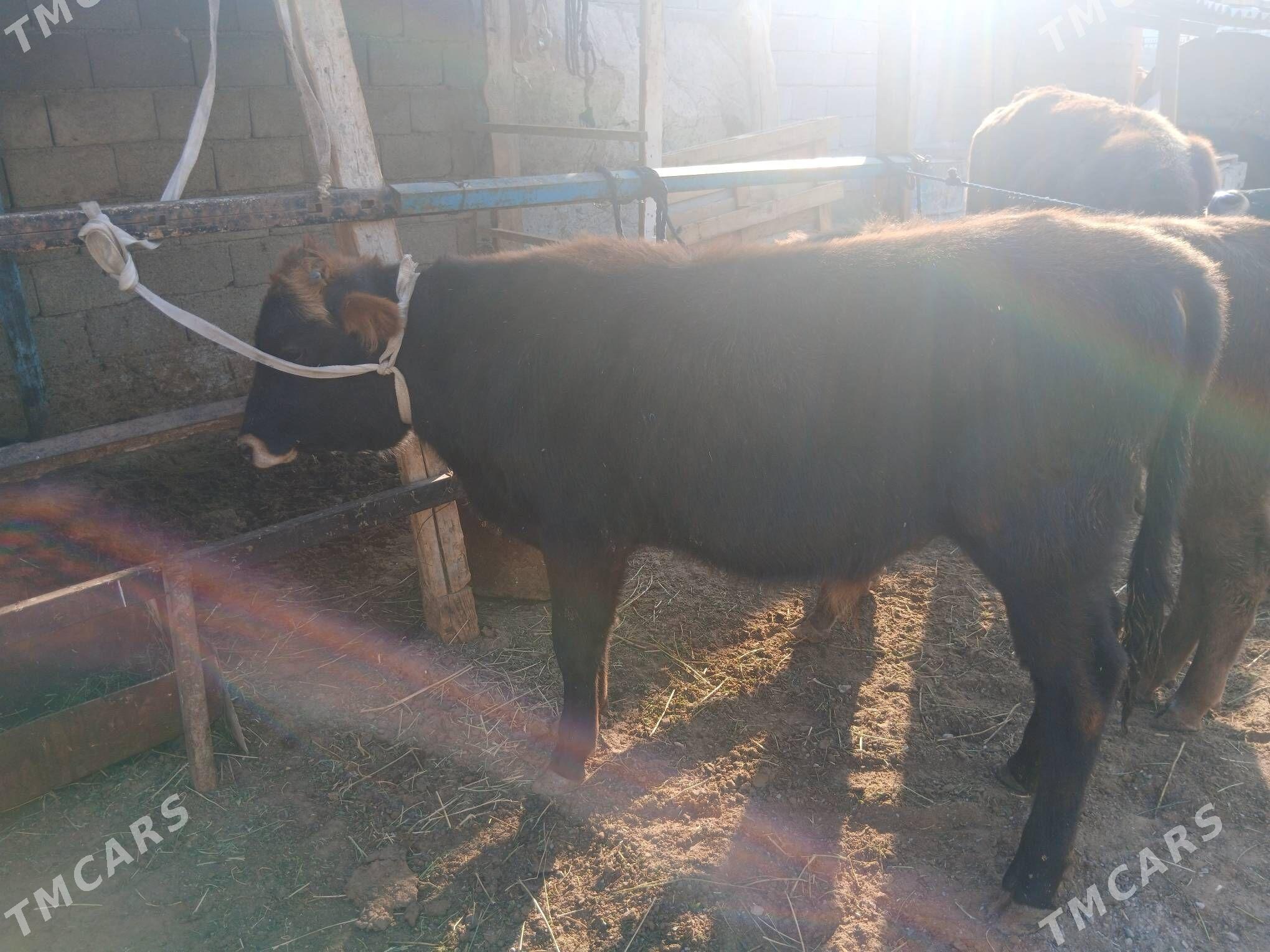 okuzce - Çoganly - img 2