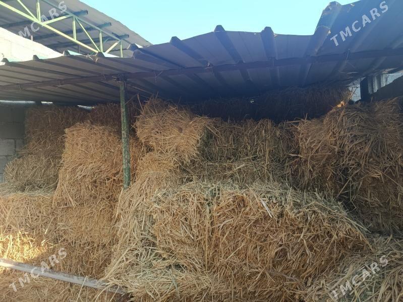 gamys - Гёкдепе - img 3