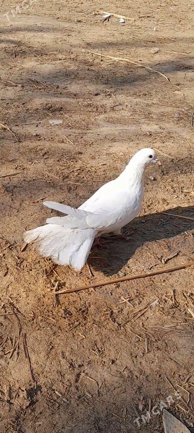 kepderi - Мары - img 5